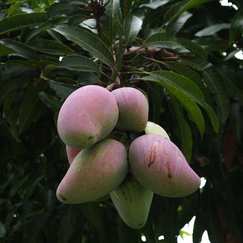 arbres à mangues