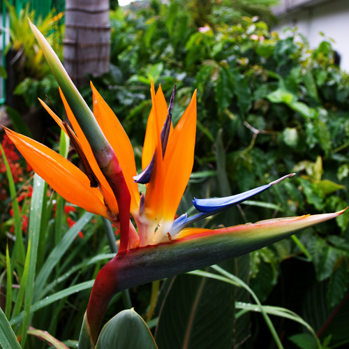 L'oiseau paradis ou strelisia