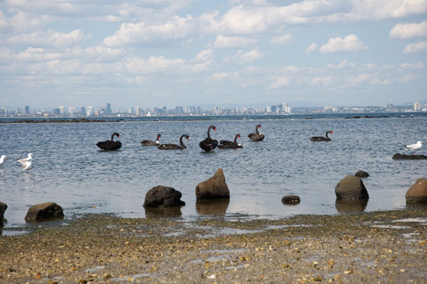 Point gelibrand williamstown melbourne