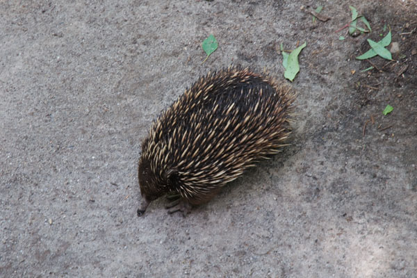 Porc-épic australie