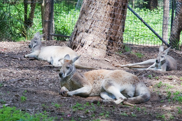 Kangourou australie