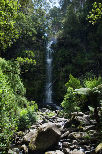 Rainforest Great Ocean Road