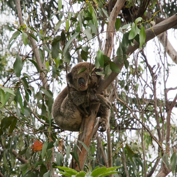 Stone koala melbourne