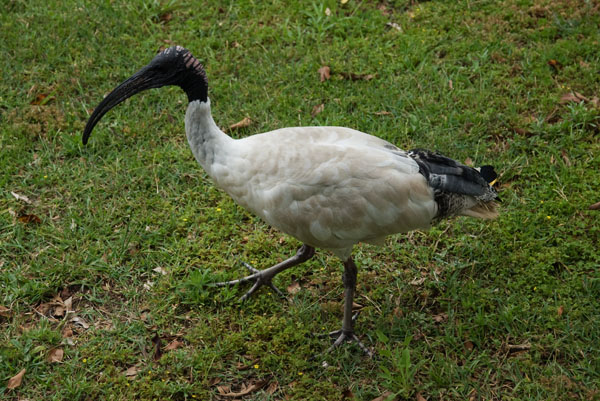ibis oiseau australien