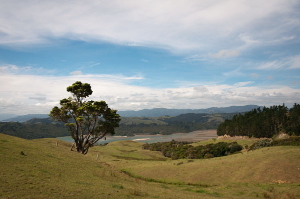 Coromandel Nouvelle-Zélande île du nord