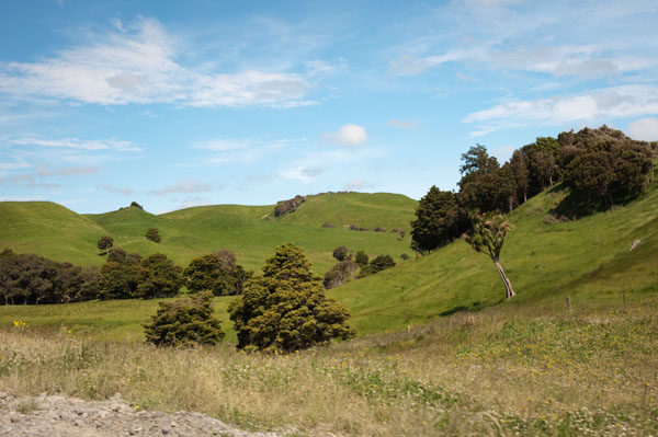 Nouvelle Zélande vert et moutons