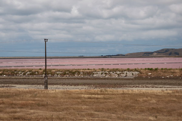 marées salants rose de nouvelle zélande