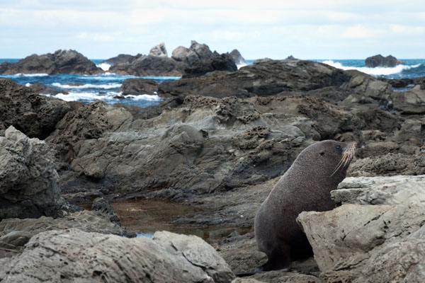 Colonie de phoques à kaikoura