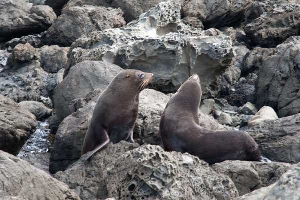 Phoques nouvelle Zélande