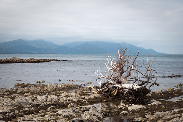 Spot pour les colonies de phoques