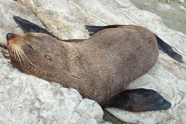 Un phoque à Kaikoura Nouvelle Zélande