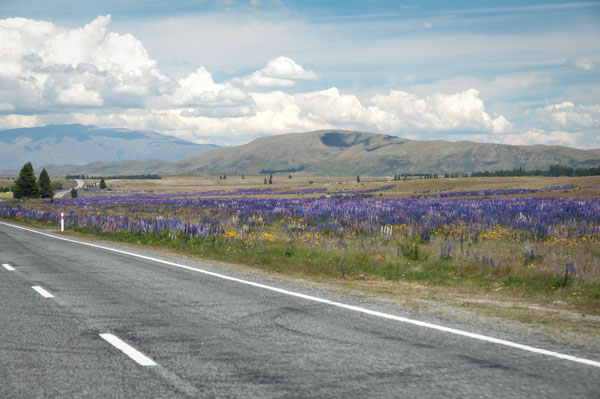 La région des lacs entre tekapo et Pukaki