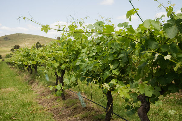 Barossa Valley vins de Adelaide