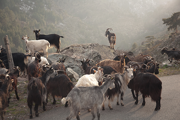 Chèvres corses Chèvres corses
