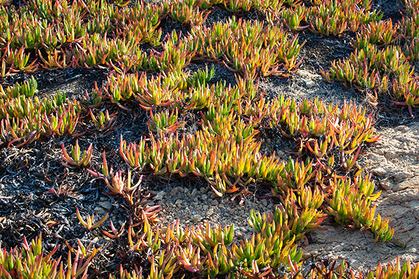 Ile Rousse "Les griffes de sorcières" Ile Rousse "Les griffes de sorcières"