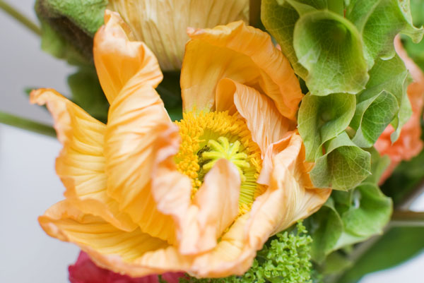 La fleur de pavot orangée
