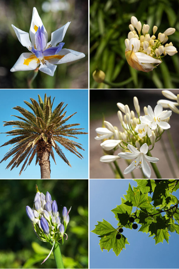 les fleurs de l'australie