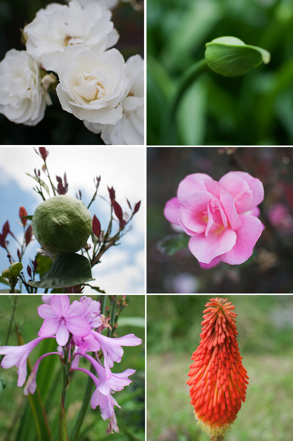 les fleurs de l'australie