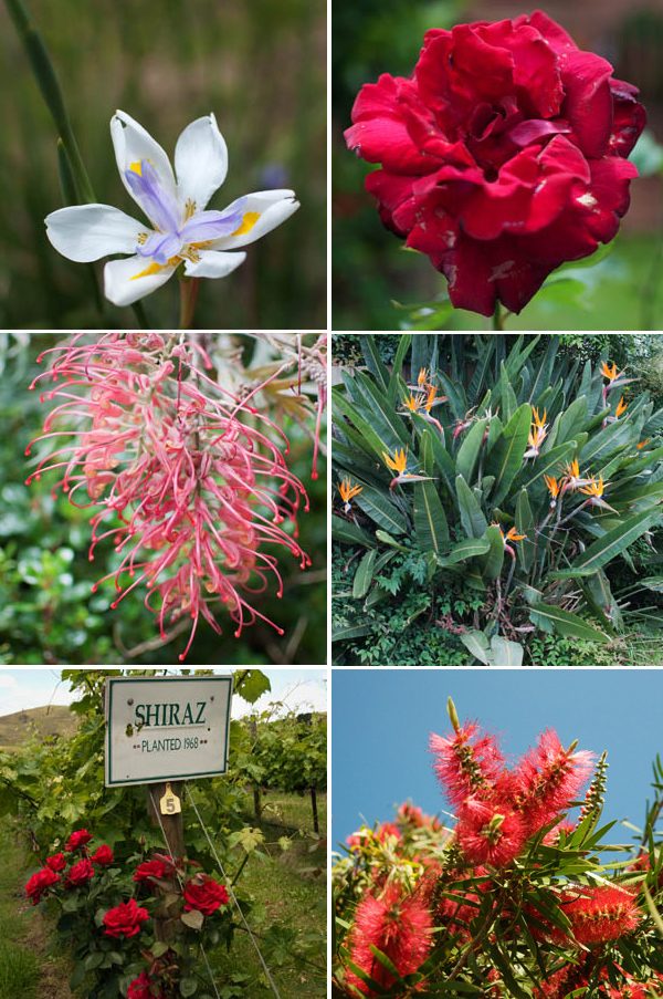 les fleurs de l'australie