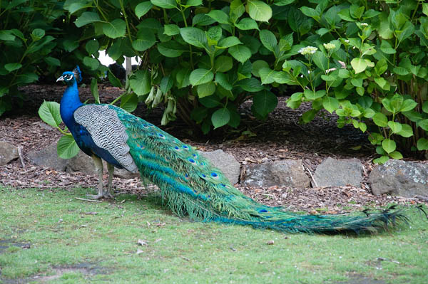 Jardin de paons en Tasmanie