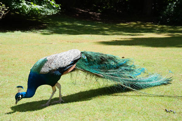 Un paon qui mange ses graines