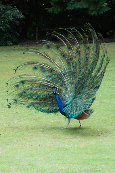 Un paon qui fait la roue