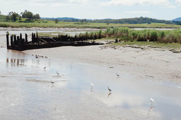 Tamar Island wetlands reserve Tasmanie