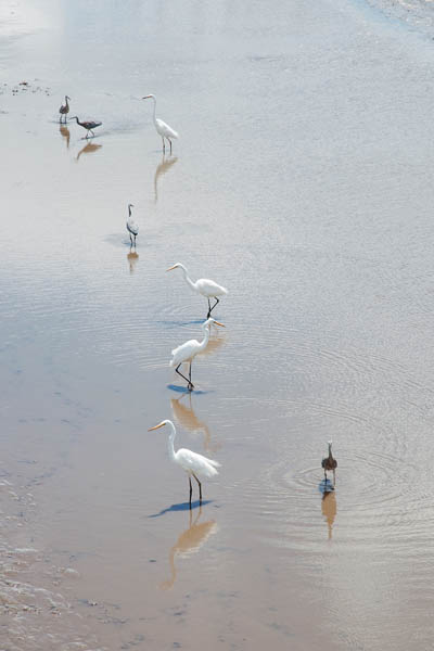 oiseau migrateur tasmanie