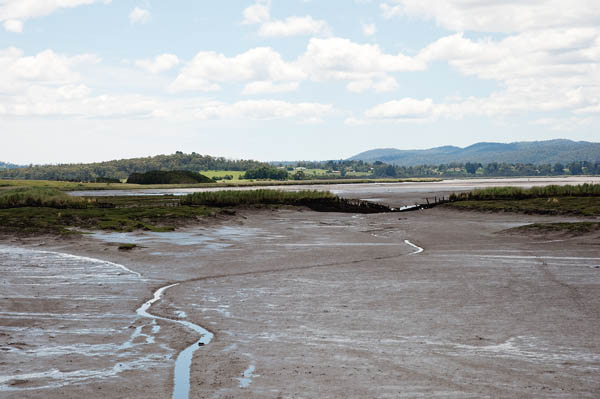 tamar island wetlands reserve tasmanie