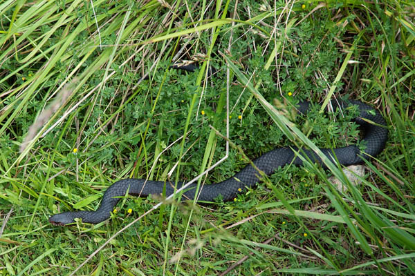 Copper head serpent mortel australie