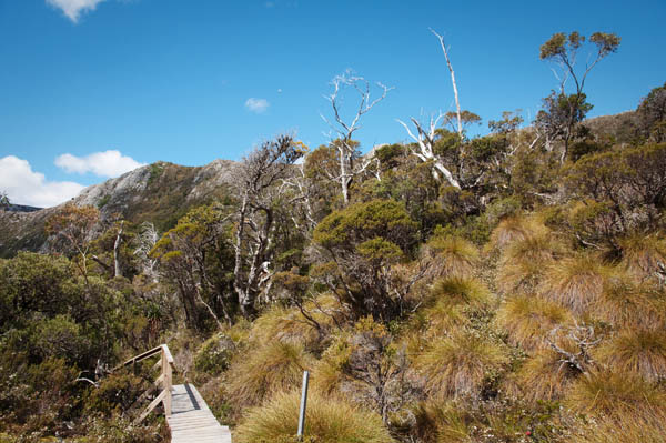 Dove lake randonnée Craddle Moutain Tasmanie
