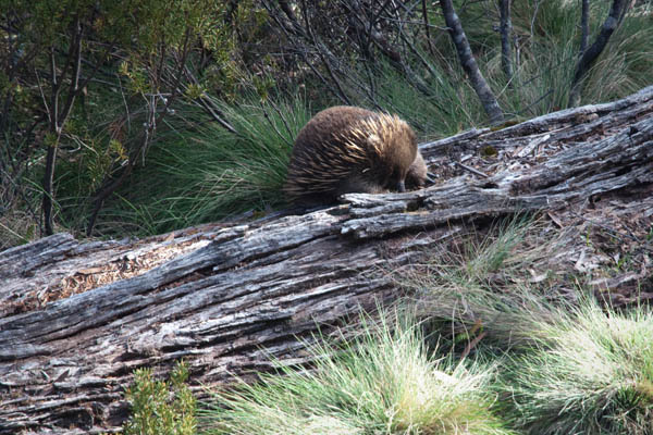 Echidna porcupine Australie