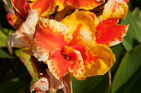 Fête des Fleurs de Madère au Portugal Fête des Fleurs de Madère au Portugal