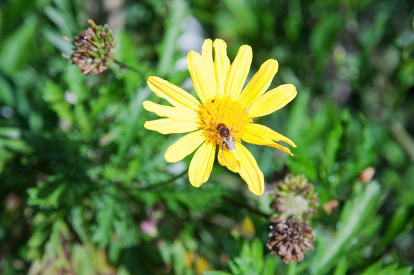 Butinage d'une fleur de gerbera Butinage d'une fleur de gerbera