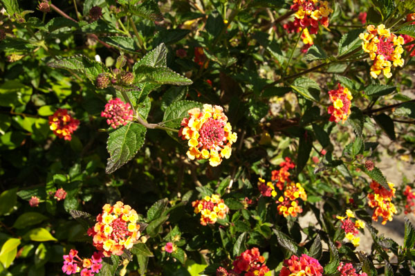 Fête des Fleurs de Madère au Portugal Fête des Fleurs de Madère au Portugal