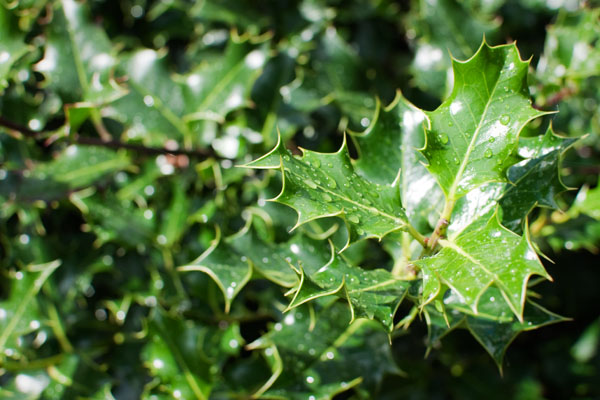 Verdure de Hyde Park Verdure de Hyde Park