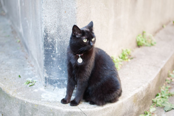 Cute chat noir dans Paris Cute chat noir dans Paris