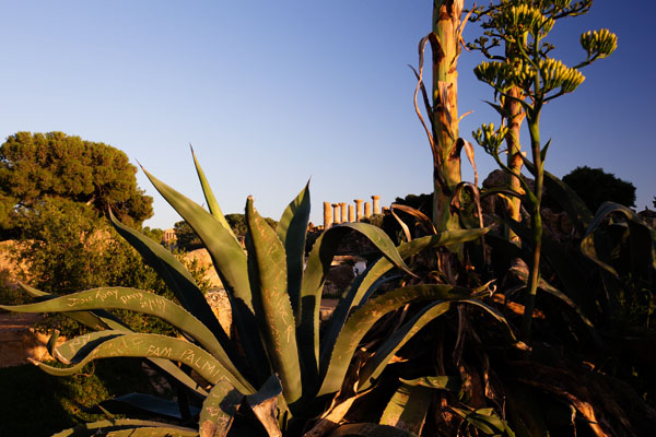 Tempio di Castore e Polluce - Agrigento Tempio di Castore e Polluce - Agrigento