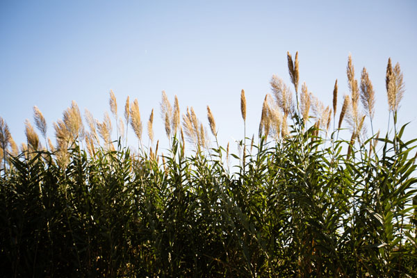 Point de vue sur Isola di Mozia en Sicile Point de vue sur Isola di Mozia en Sicile