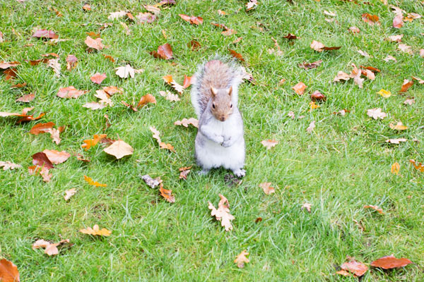 Des écureuils à Holland Park Londres Des écureuils à Holland Park Londres