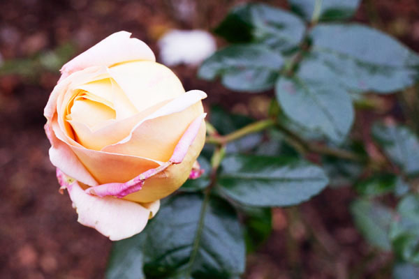 Holland Park Londres Holland Park Londres