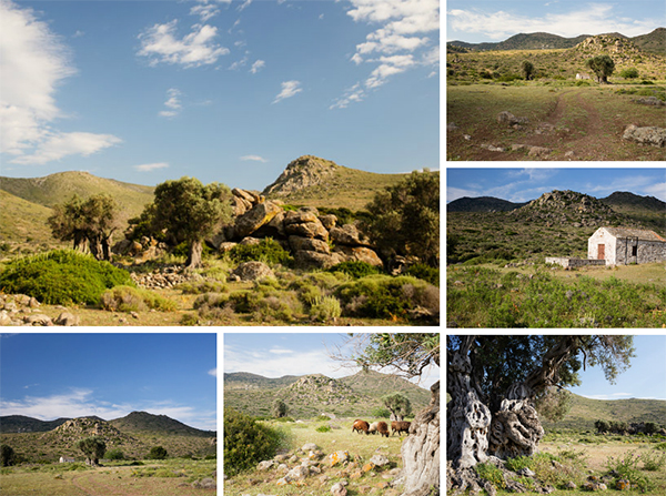 Parc naturel et oliviers centenaires à Egine Parc naturel et oliviers centenaires à Egine