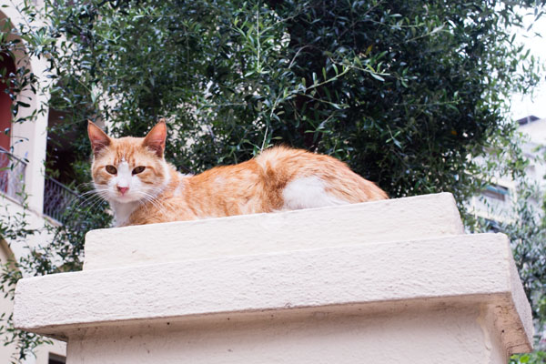 Ville de Thessalonique