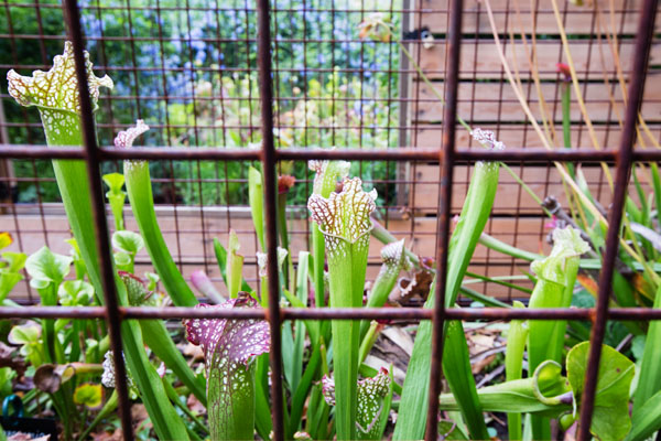 Domaine de Chaumont-sur-Loir