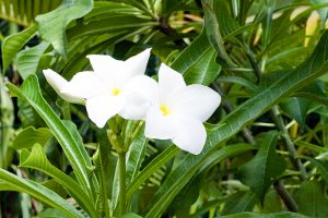 Fleurs de la Réunion