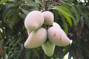 Fleurs de la Réunion