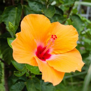 Fleurs de la Réunion