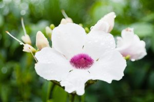 Fleurs de la Réunion