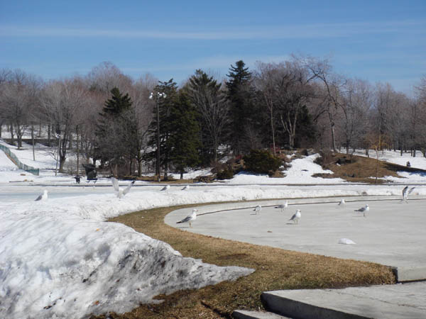 Parc de Montréal avec mouettes