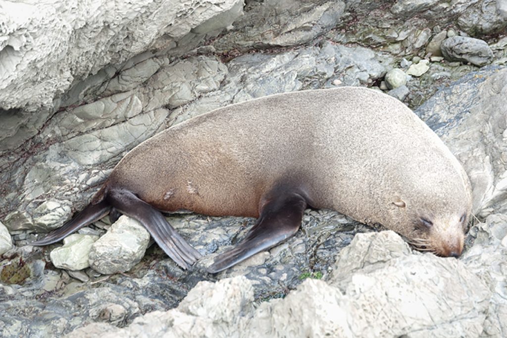 Phoques à Red Rocks Wellington